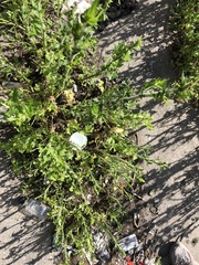 Cycloloma atriplicifolium