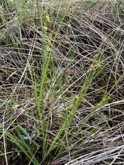 Carex sterilis