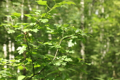 Crataegus