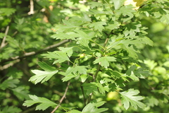 Crataegus
