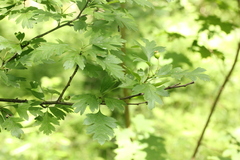 Crataegus