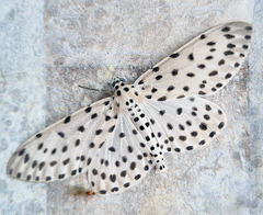 Antipercnia belluaria