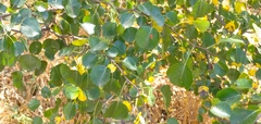Prunus