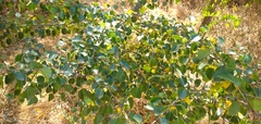 Prunus