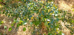 Prunus