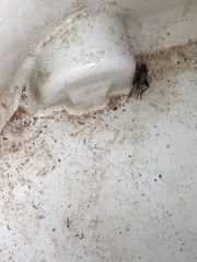 Melanogryllus desertus