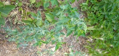 Chenopodium album