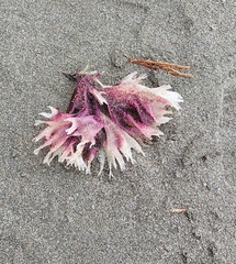 Callophyllis flabellulata