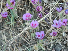 Clarkia amoena