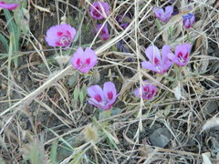 Clarkia amoena