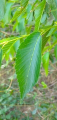 Magnoliopsida
