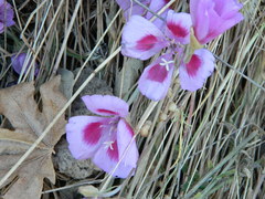 Clarkia amoena