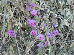 Clarkia amoena