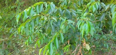Magnoliopsida