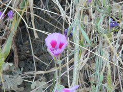 Clarkia amoena