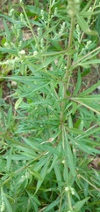 Chenopodium album