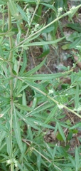 Chenopodium album