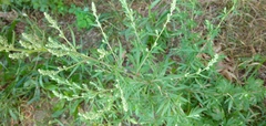 Chenopodium album