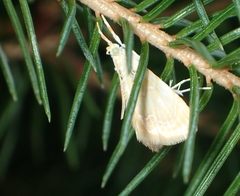 Glaphyria glaphyralis