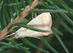 Glaphyria glaphyralis