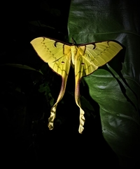 Actias maenas