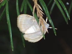 Glaphyria glaphyralis