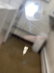 Taygete decemmaculella