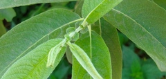 Salix cinerea