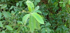 Salix cinerea