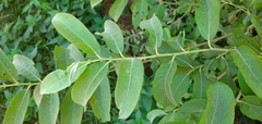 Salix cinerea