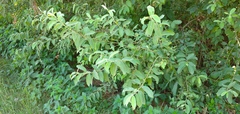Salix cinerea