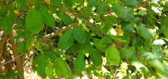 Prunus cerasifera