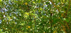 Prunus cerasifera