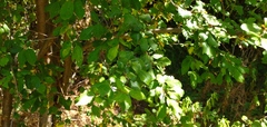 Prunus cerasifera