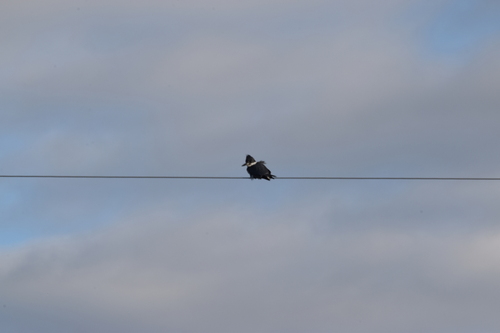 Belted Kingfisher photographed in Idaho