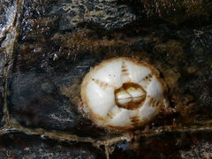 Chelonibia testudinaria