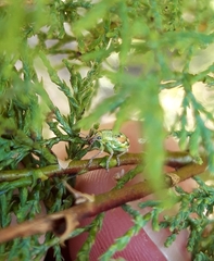 Coniatus tamarisci