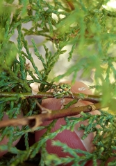 Coniatus tamarisci