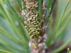 Acantholyda hieroglyphica