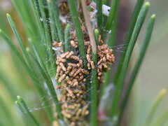 Acantholyda hieroglyphica