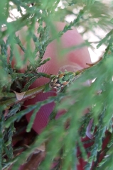 Coniatus tamarisci