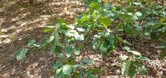 Quercus