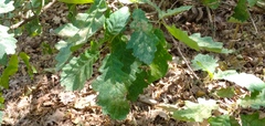 Quercus