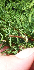 Coniatus tamarisci