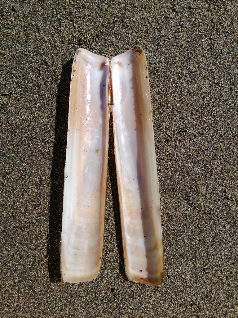 Rock-borers, Jacknives, and Razor Clams