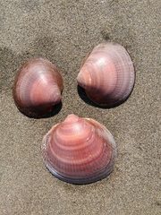 Glycymeris nummaria
