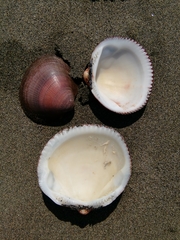 Glycymeris nummaria