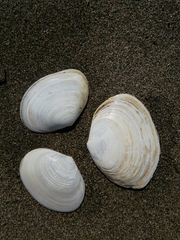 Semelidae