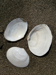 Semelidae
