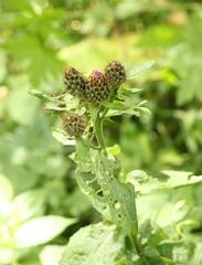 Centaurea phrygia